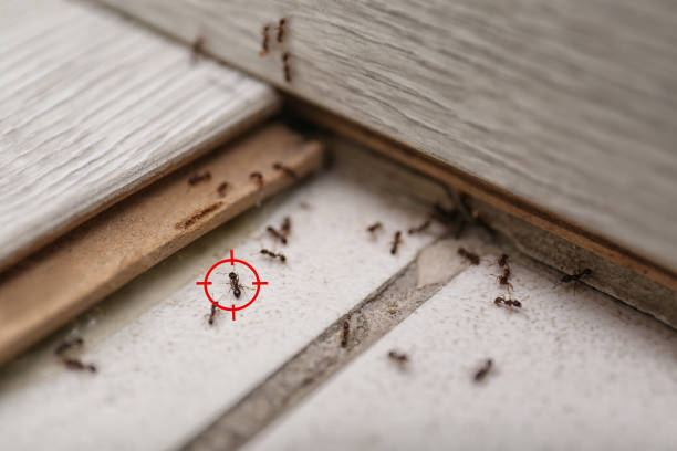 Best Affordable Pest Control Services  in Zachary, LA