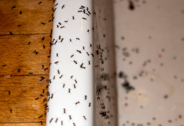Best Mosquito Control Services  in Zachary, LA