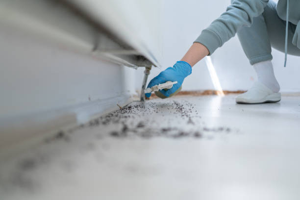 Best Flea Control Services  in Zachary, LA